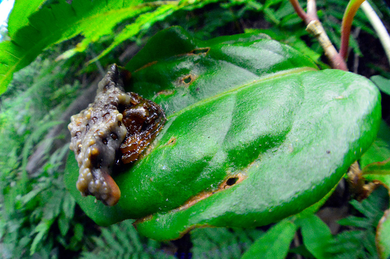 ワクドツキジグモ