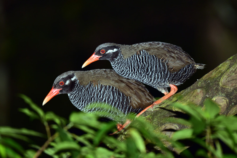ヤンバルクイナ・ペア