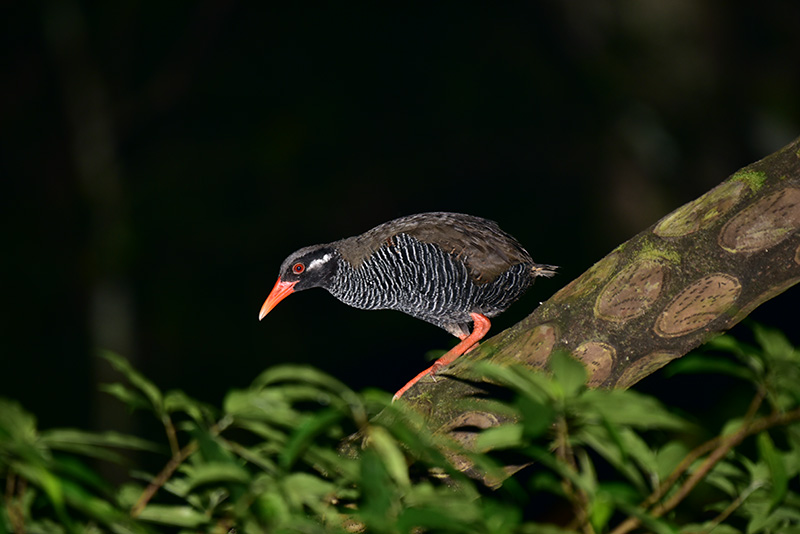 ヤンバルクイナ