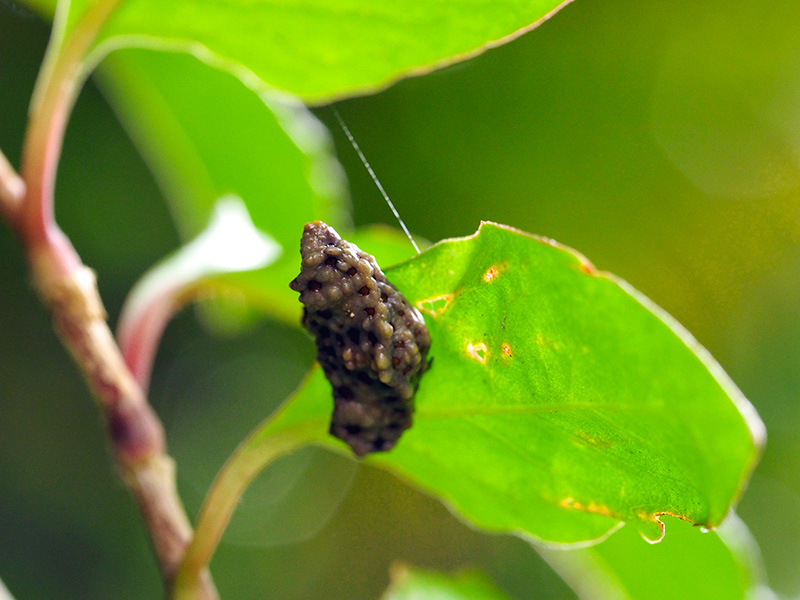ワクドツキジグモ
