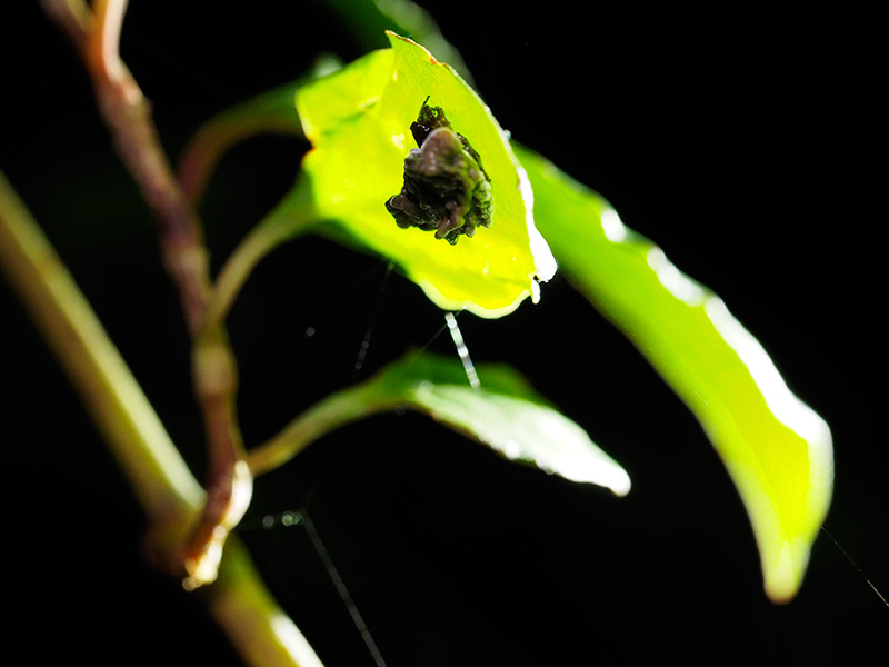 ワクドツキジグモ