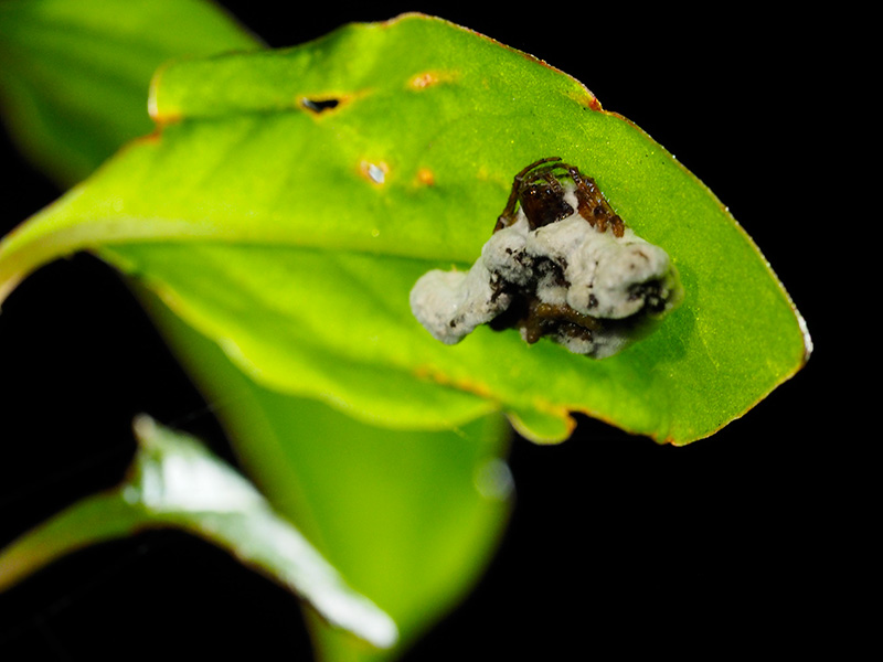 ワクドツキジグモ