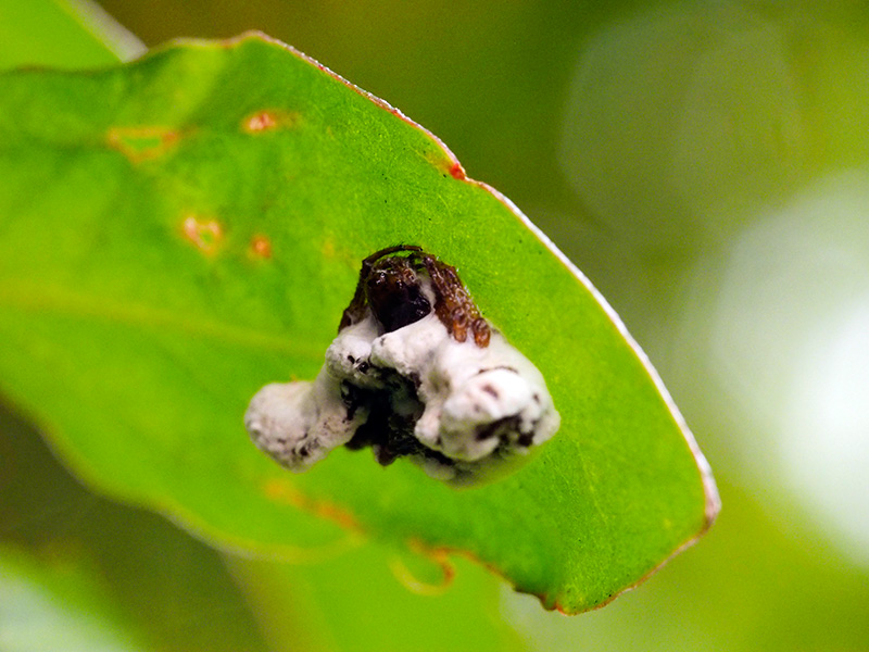 ワクドツキジグモ