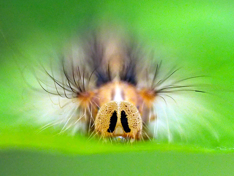 シロシタマイマイ