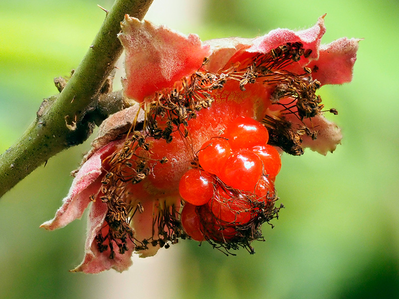 ホウロクイチゴ