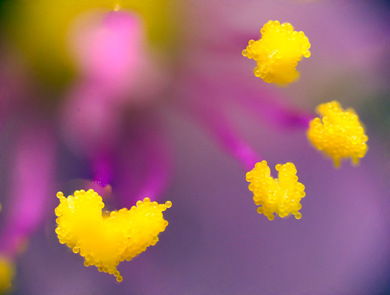 ハゼラン雄しべ