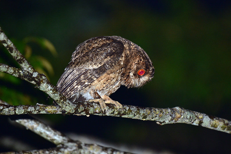 リュウキュウオオコノハズク