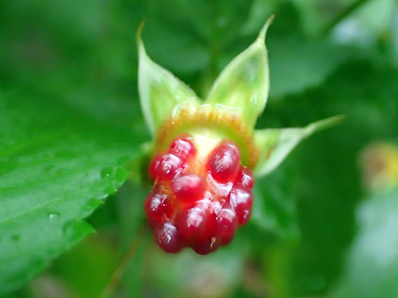 リュウキュウバライチゴ