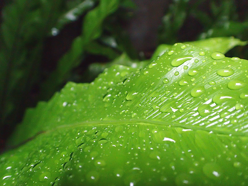 オオタニワタリ