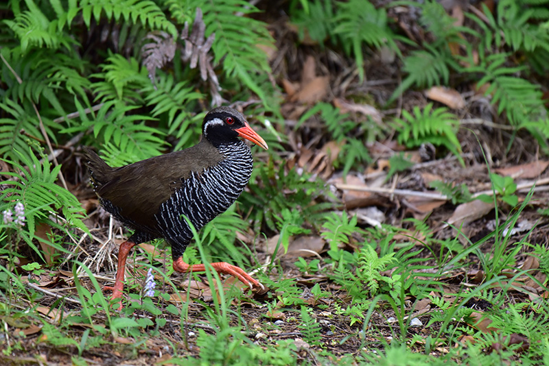 ヤンバルクイナ