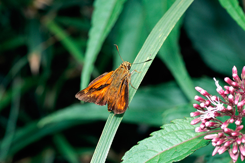 アサヒナキマダラセセリ