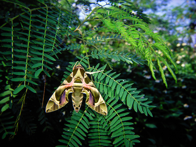 キョウチクトウスズメ