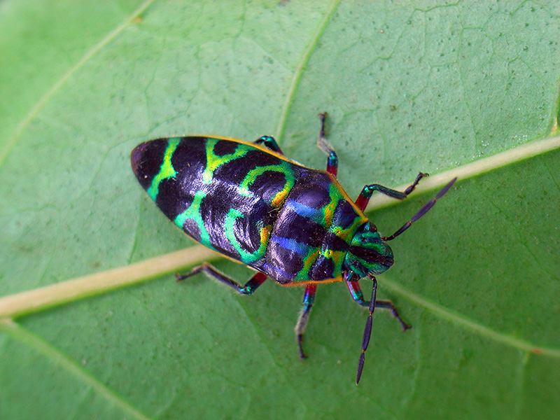 ラデンキンカメムシ