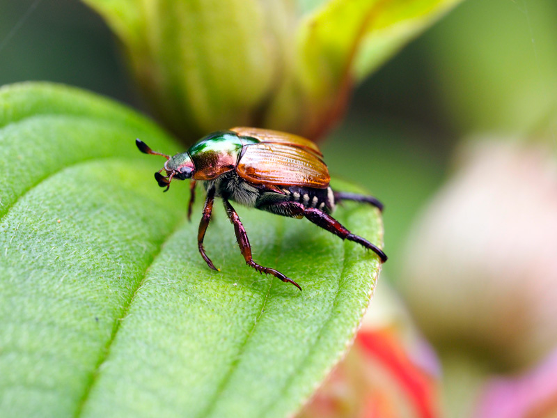 オキナワマメコガネ