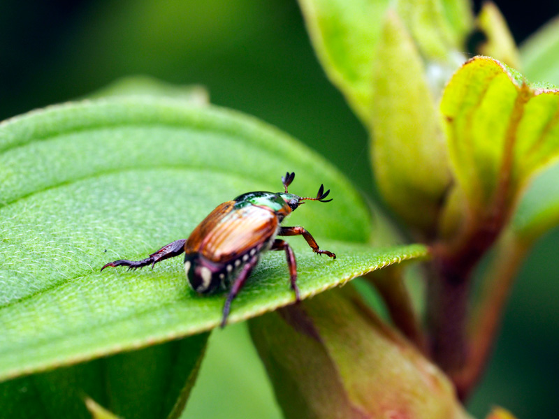 オキナワマメコガネ