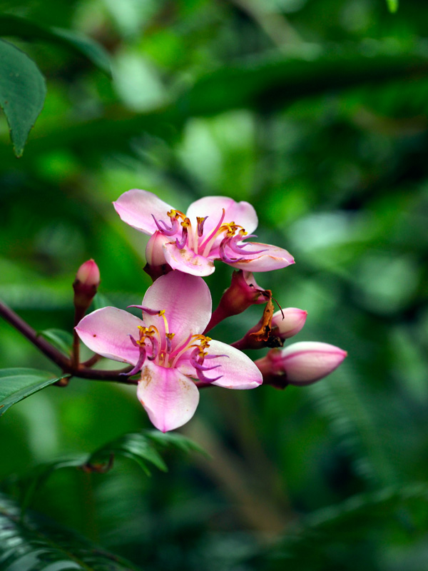 コバノミヤマノボタン