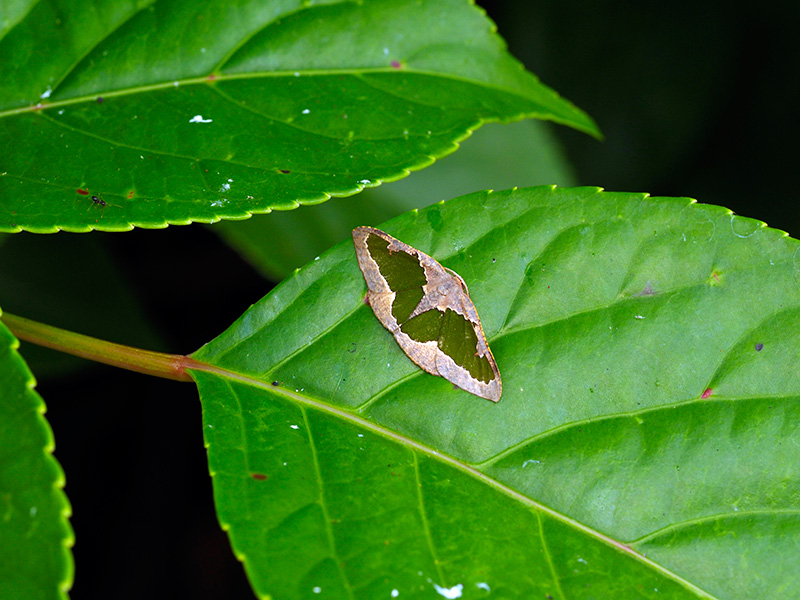 リョクモンエダシャク