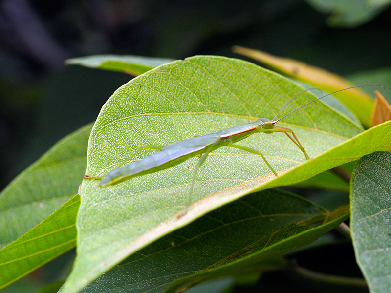 ニホントビナナフシ雌