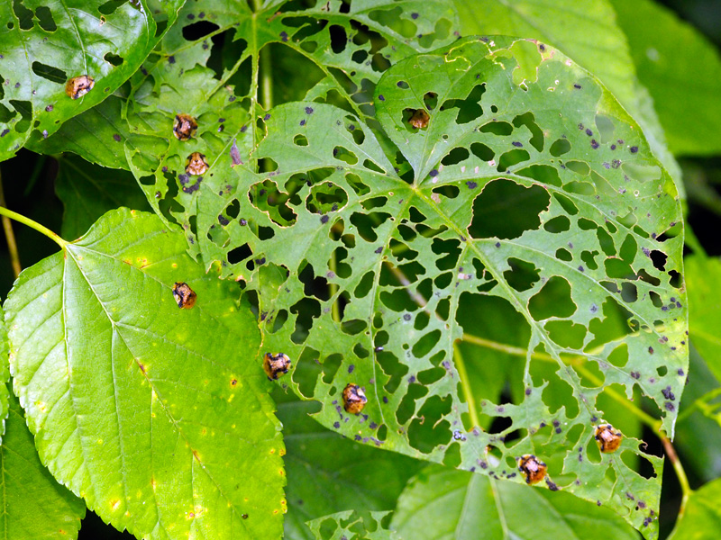 ヨツモンカメノコハムシ