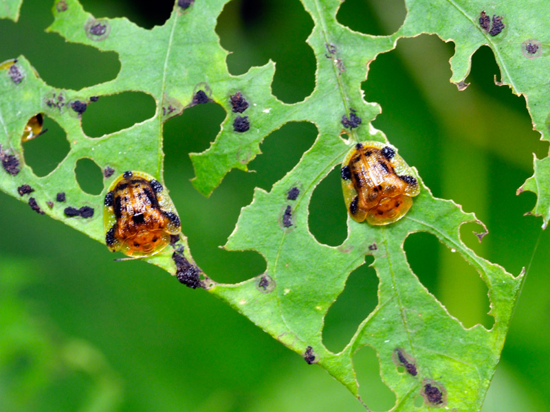 ヨツモンカメノコハムシ