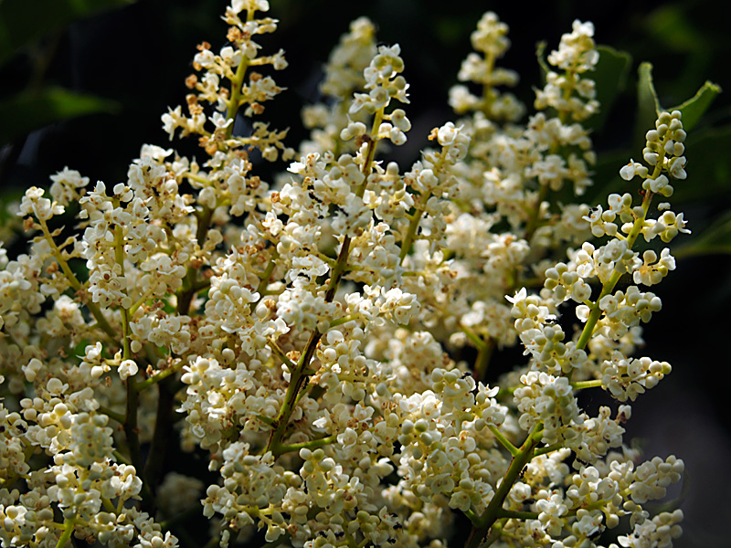 ヤンバルアワブキ