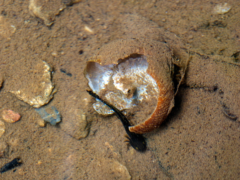 ヤンバルマイマイ殻