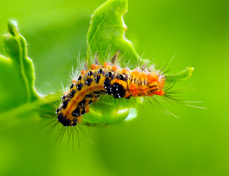 タイワンキドクガ幼虫