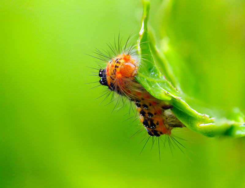 タイワンキドクガ幼虫