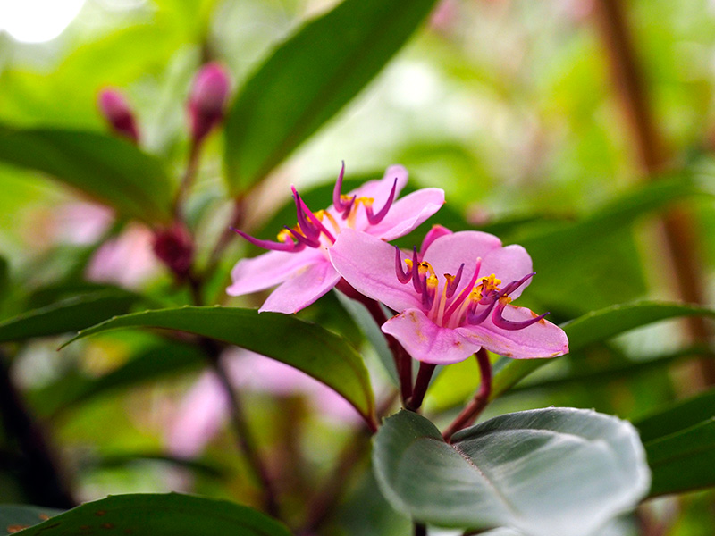 コバノミヤマノボタン
