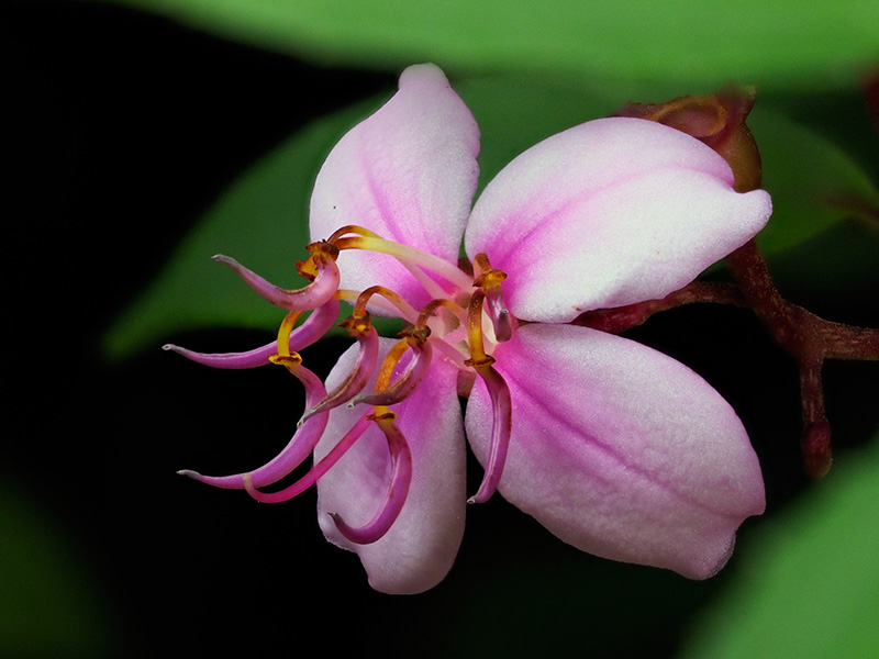 コバノミヤマノボタン