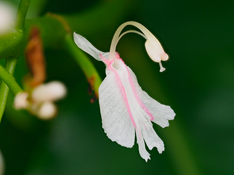 アオノクマタケラン