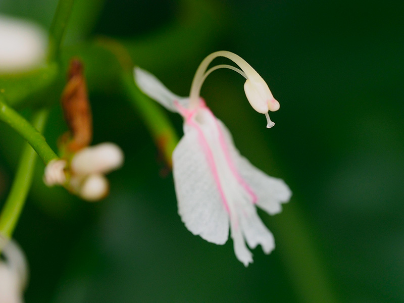 アオノクマタケラン