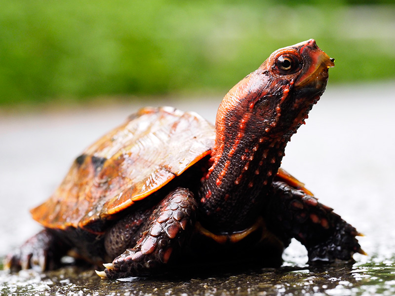 リュウキュウヤマガメ