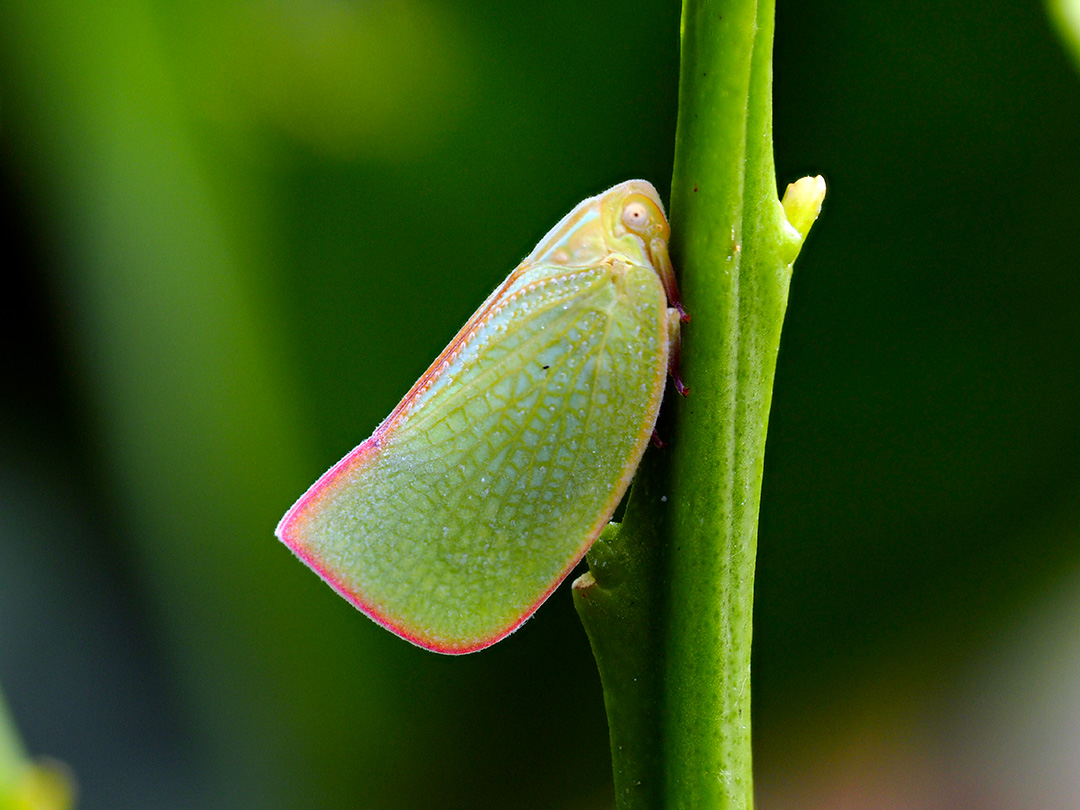 アオバハゴロモ