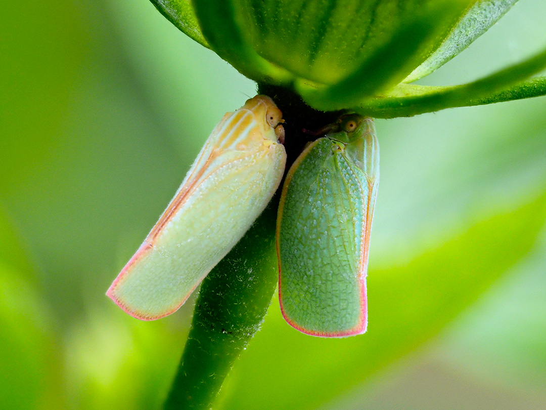 アオバハゴロモ