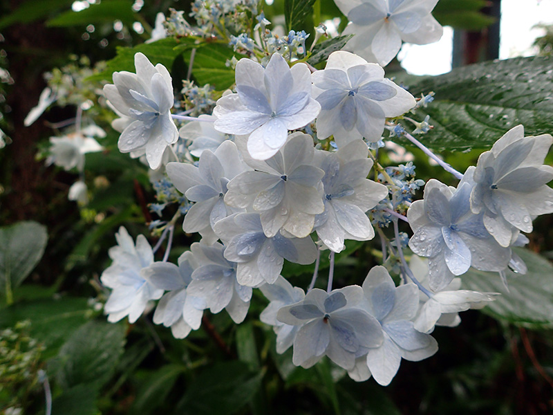 ガクアジサイ（墨田の花火）