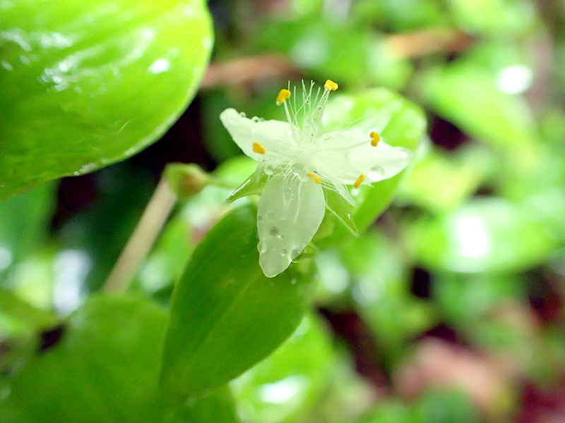 ツユクサの仲間