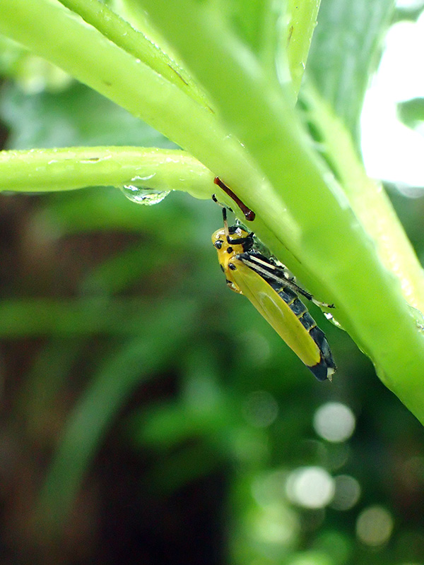 ツマグロオオヨコバイ