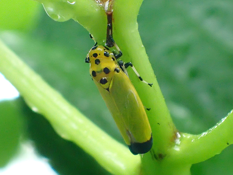 ツマグロオオヨコバイ