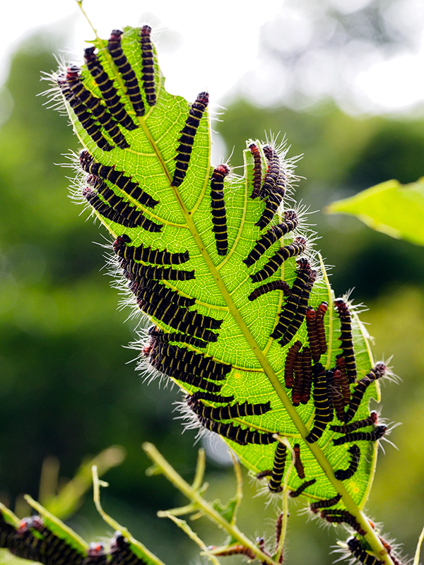 ホシヒトリモドキ幼虫？