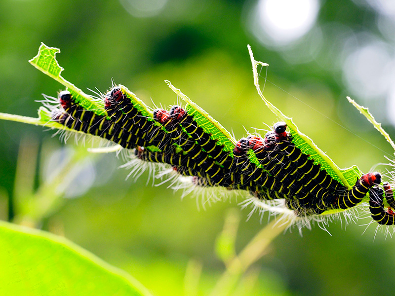 ホシヒトリモドキ幼虫？