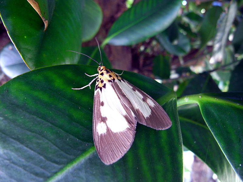 ホシヒトリモドキ