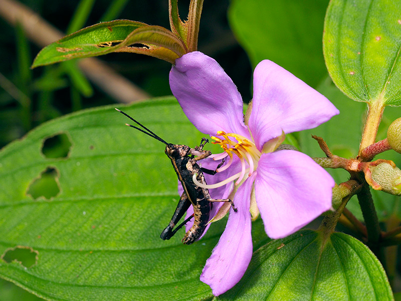 オキナワモリバッタ