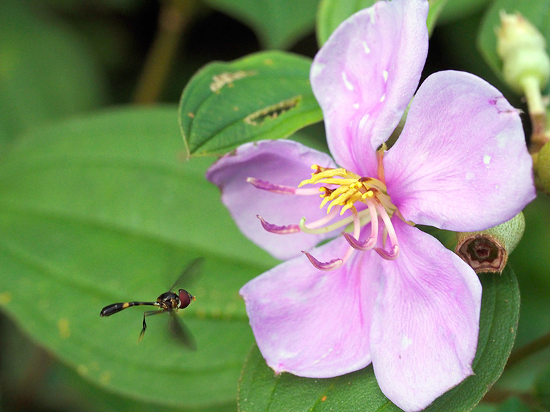 ナカグロコシボソアブ