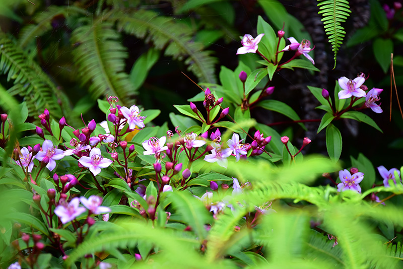 コバノミヤマノボタン