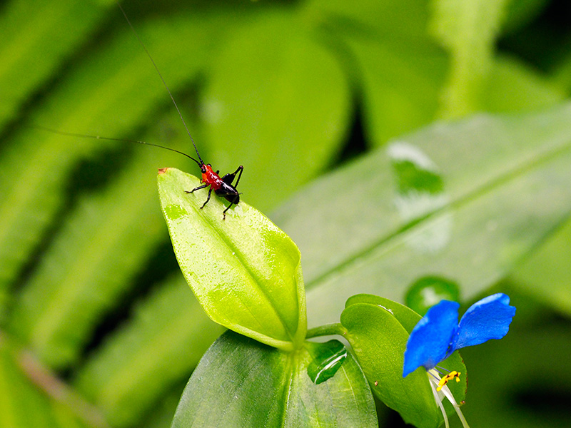 ササキリ若齢幼虫