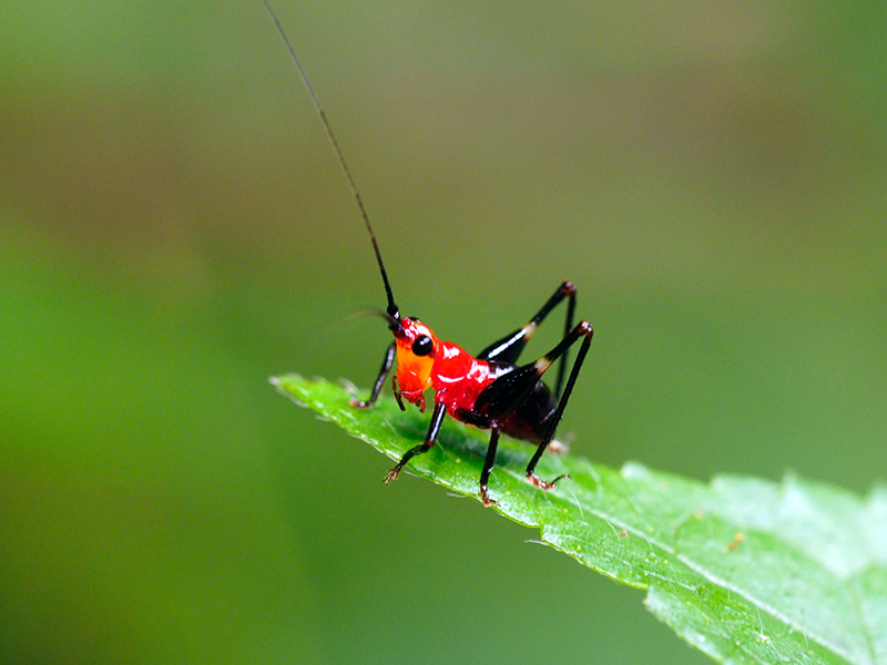 ササキリ若齢幼虫