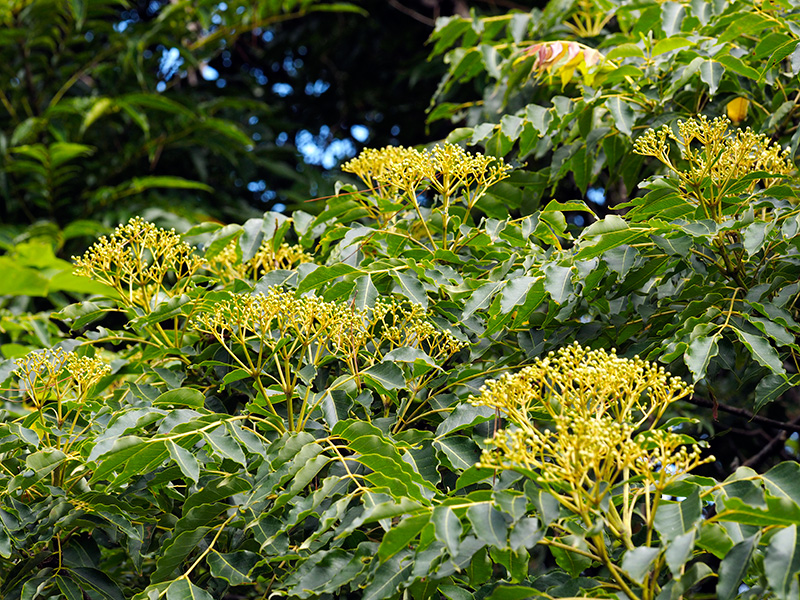 カラスザンショウ