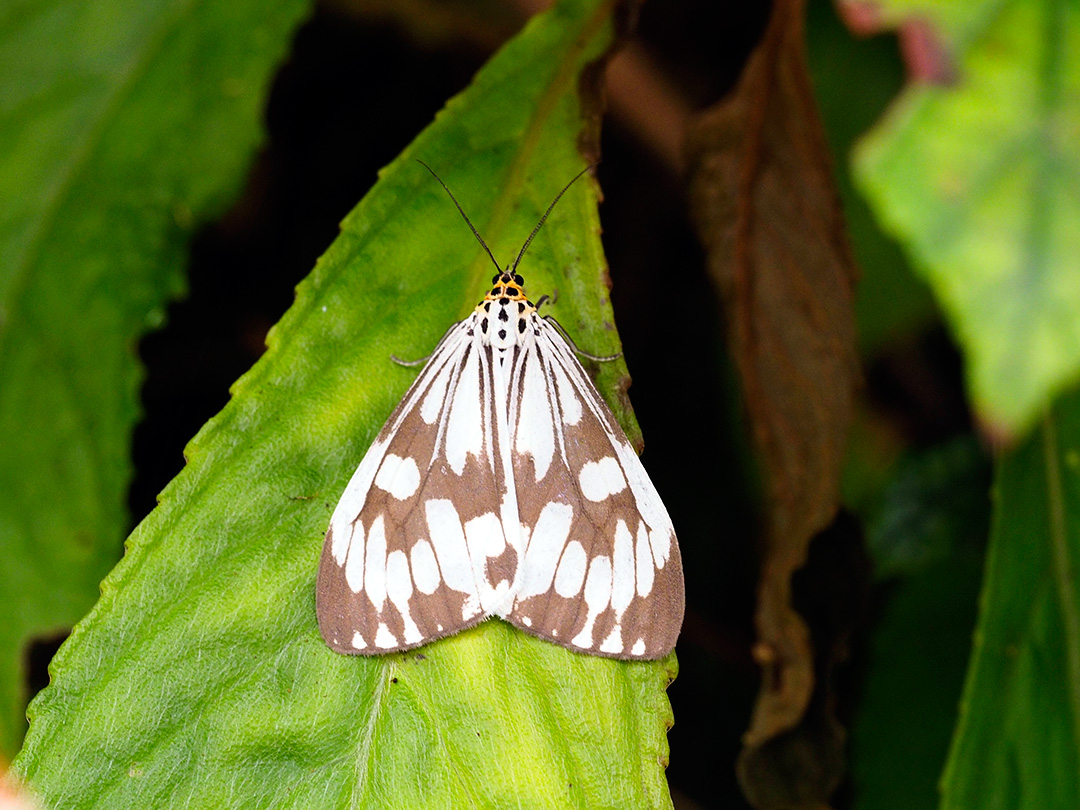 モンシロモドキ