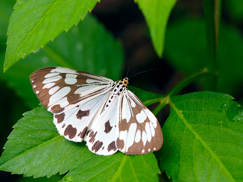 モンシロモドキ